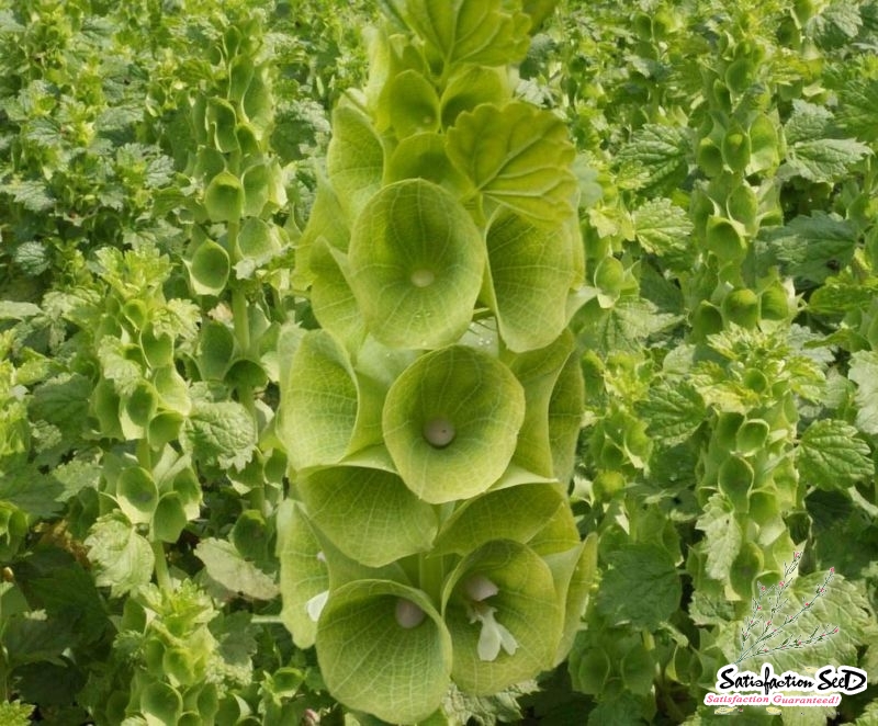 bells of ireland seeds