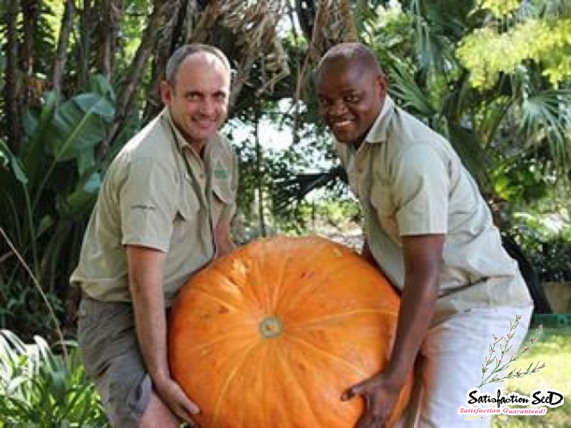 big max pumpkin seeds