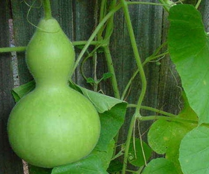 birdhouse bottle gourd seeds