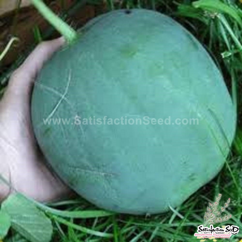 black diamond watermelon seeds