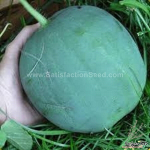 black diamond watermelon seeds