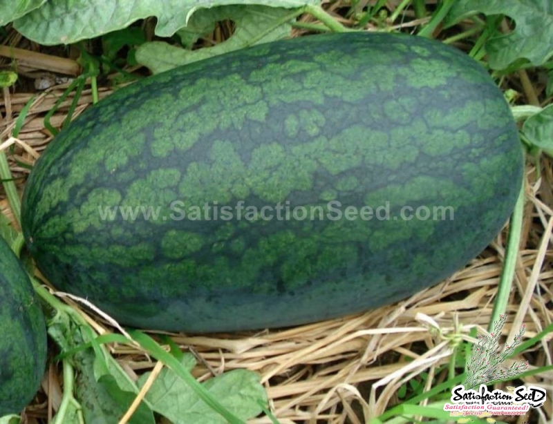 black icebox f1 watermelon seeds