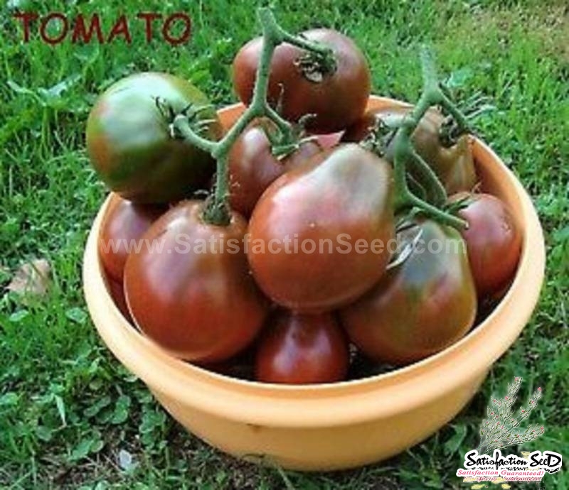 black pear tomato seeds