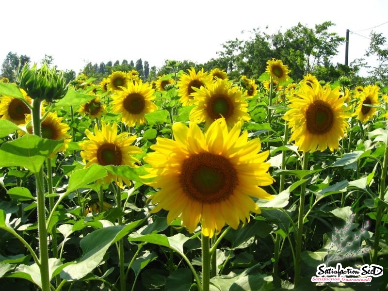 blackoil sunflower seeds