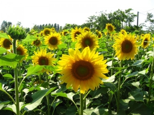 blackoil sunflower seeds