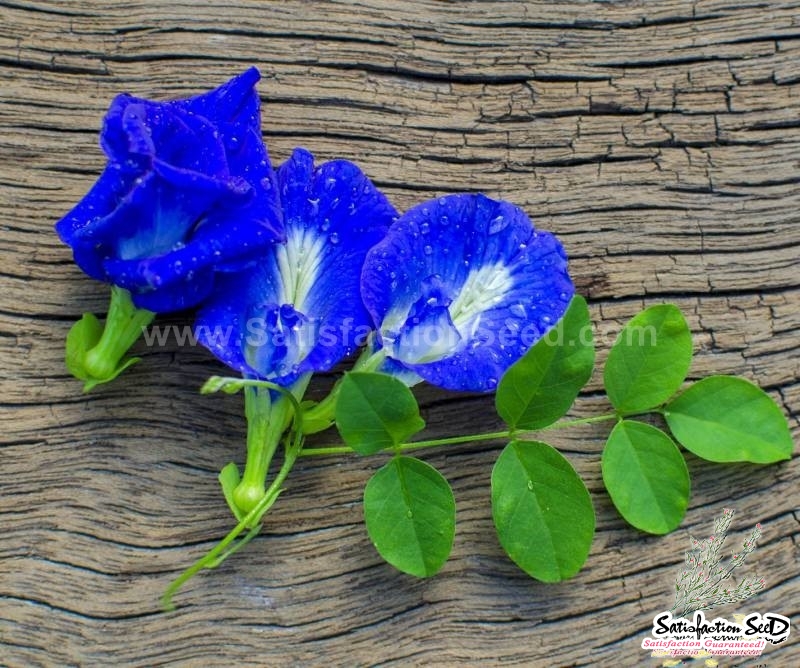 blue butterfly pea seeds