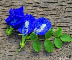 blue butterfly pea seeds