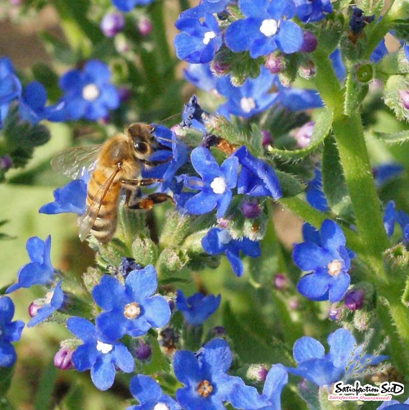 blue cape forget me not anchusa seeds