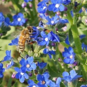 blue cape forget me not anchusa seeds