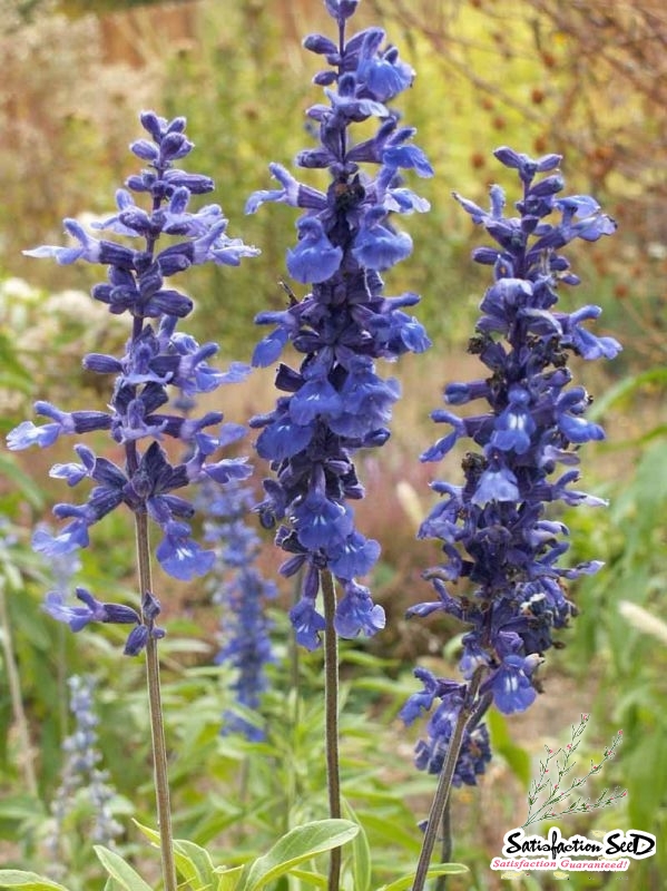 blue mealycup sage seeds