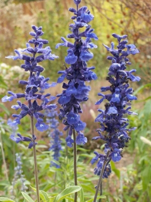 blue mealycup sage seeds