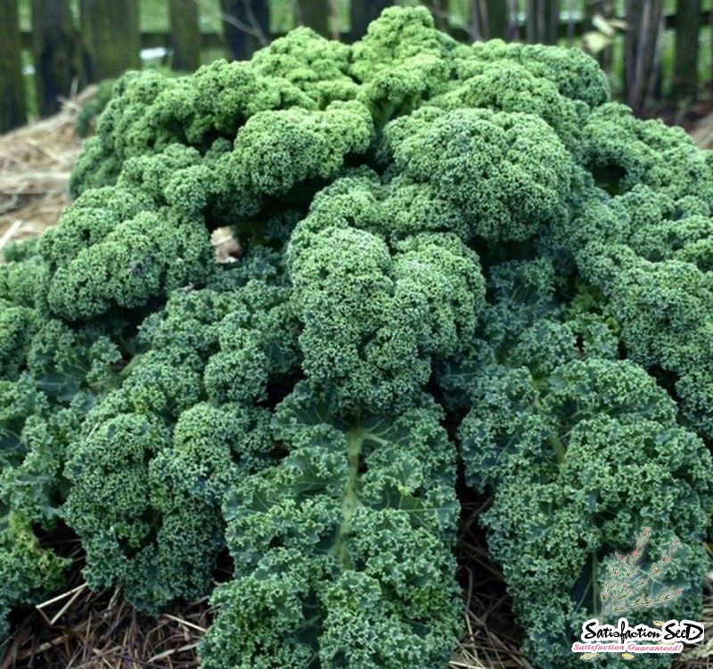 blue scotch kale seeds