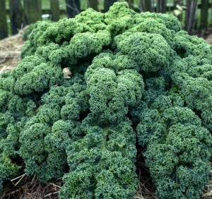 blue scotch kale seeds