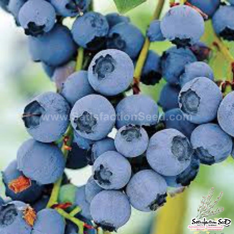 blueberry seeds