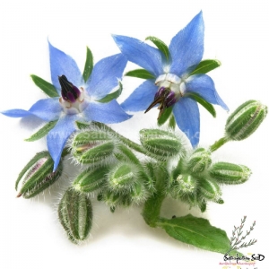 borage seeds