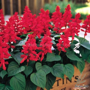 dwarf bright scarlet sage seeds