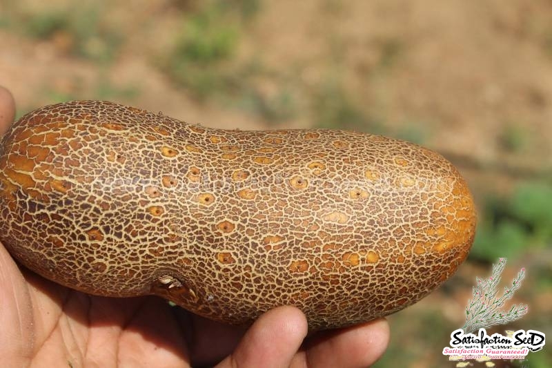 brown russian cucumber seeds