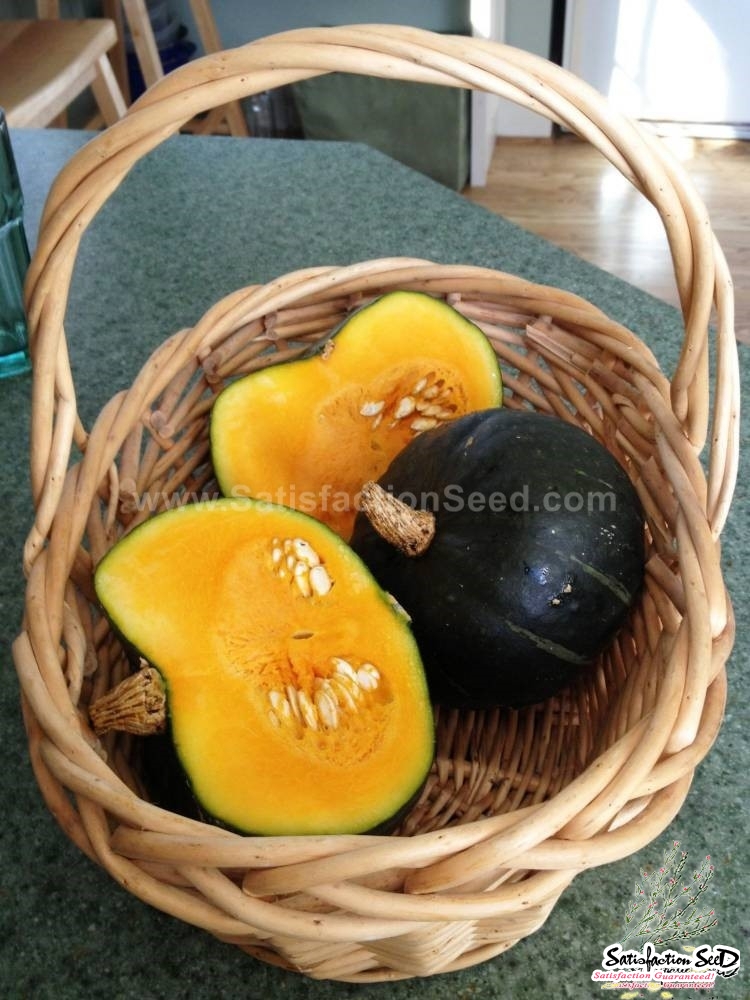 burgess buttercup squash seeds