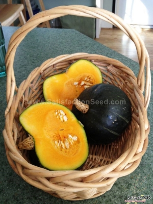 burgess buttercup squash seeds