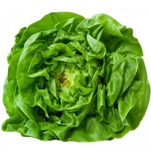 buttercrunch lettuce seeds