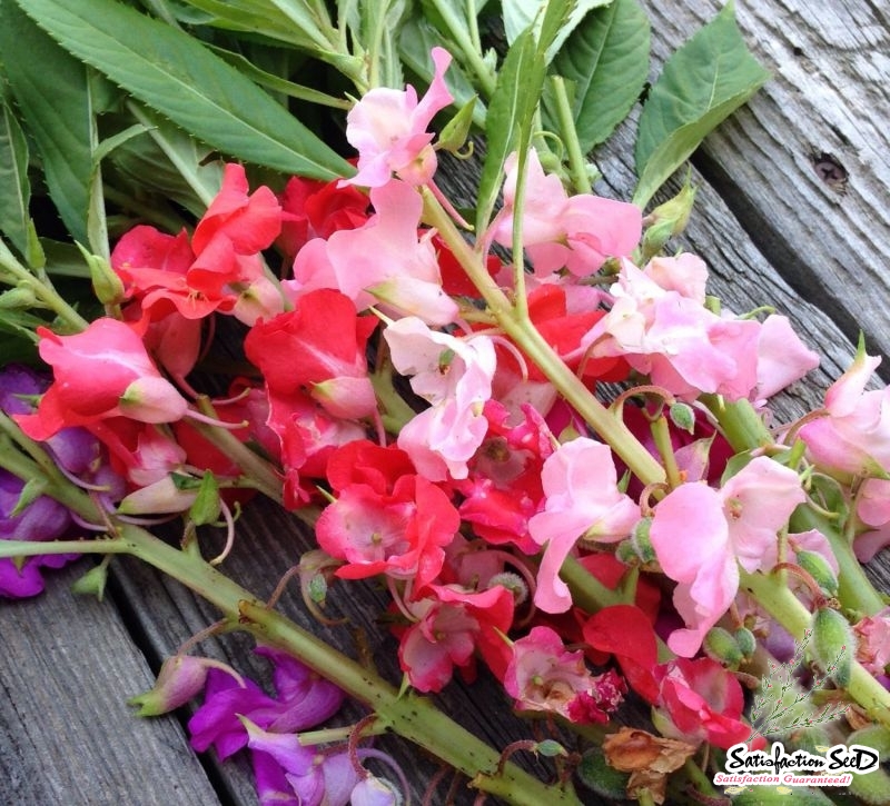 camellia mix garden balsam seeds