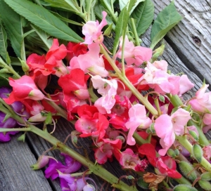 camellia mix garden balsam seeds