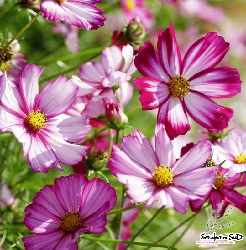 candystripe cosmos seeds