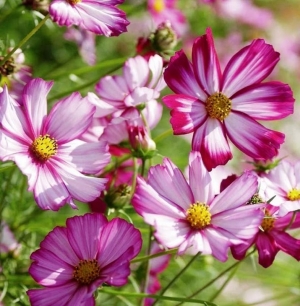 candystripe cosmos seeds
