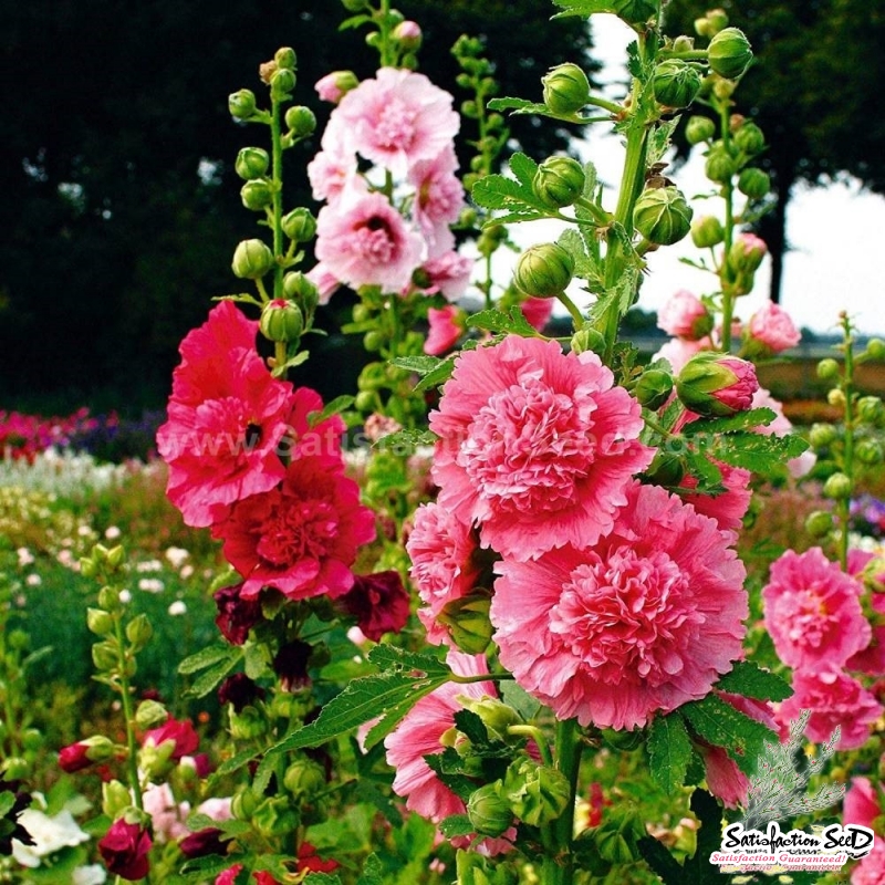 carnival double mix hollyhock seeds