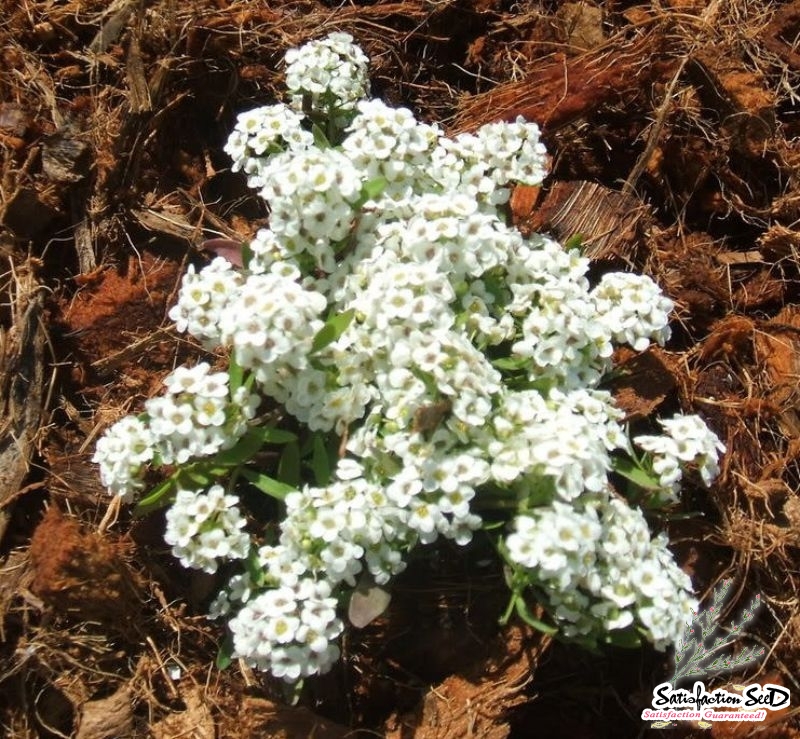 carpet of snow alyssum seeds