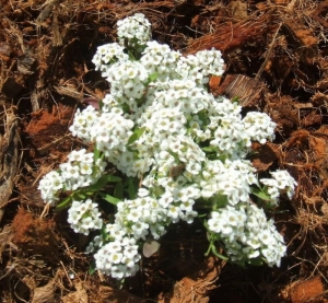 carpet of snow alyssum seeds