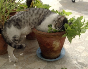 catnip seeds