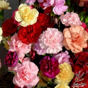 chabaud mix dianthus seeds