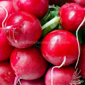 champion radish seeds