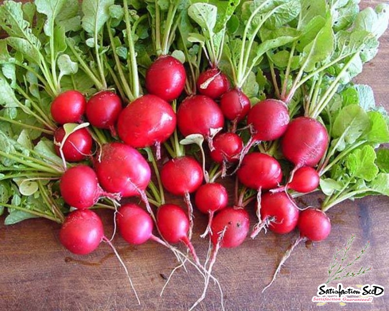 cherry belle radish seeds