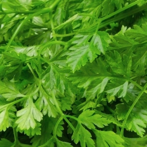 chervil vertissimo seeds