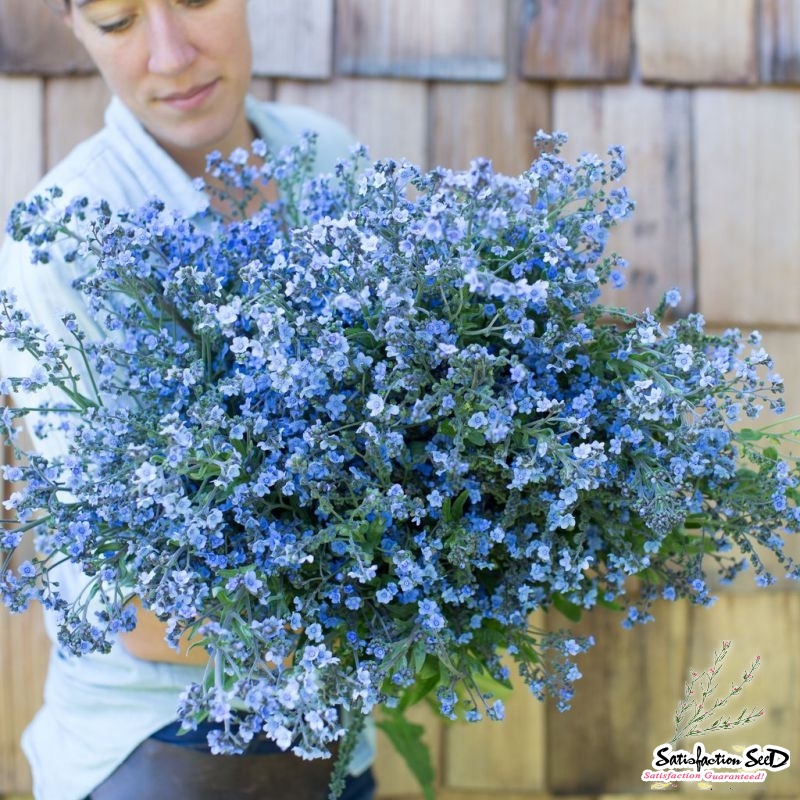 chinese forget me not seeds