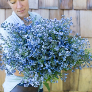 chinese forget me not seeds