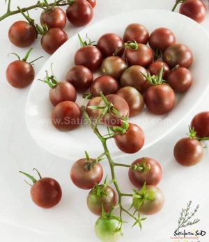 chocolate cherry tomato seeds