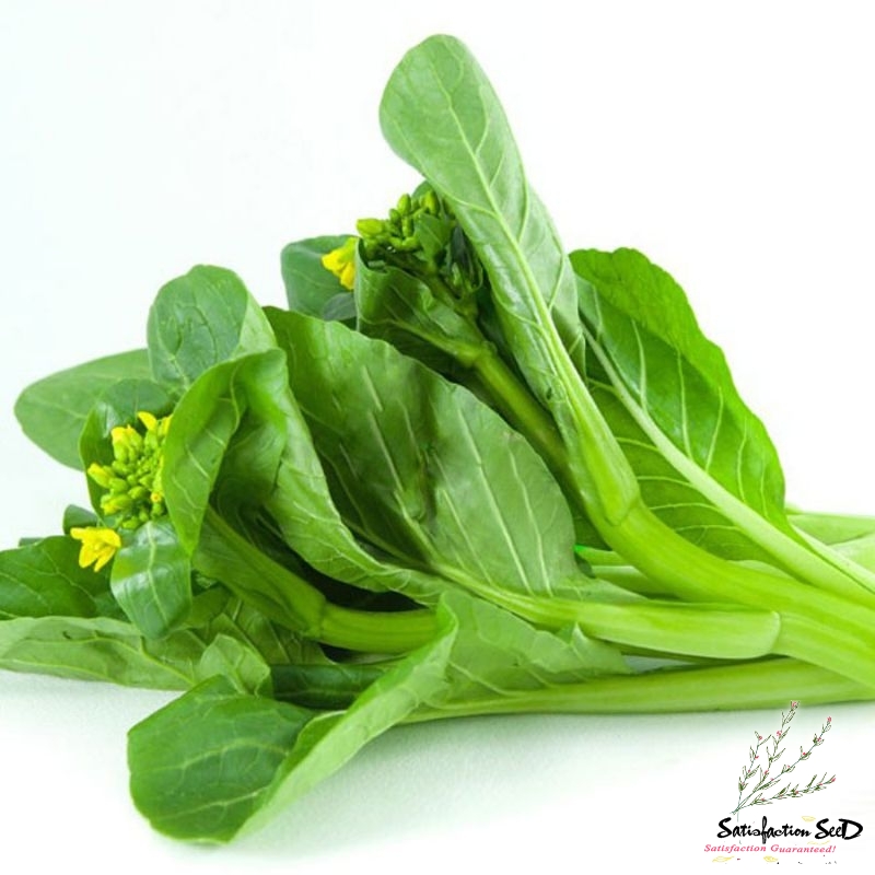 choi sum chinese yellow flowering cabbage seeds