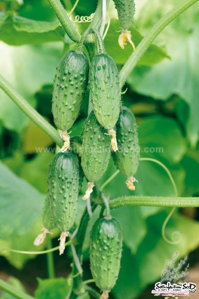 cluster russian cucumber seeds