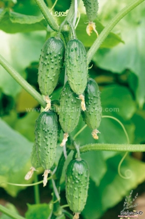 cluster russian cucumber seeds