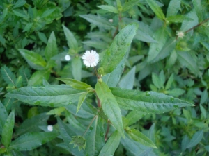 co muc false daisy seeds