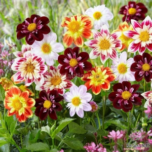 collarette dahlia seeds