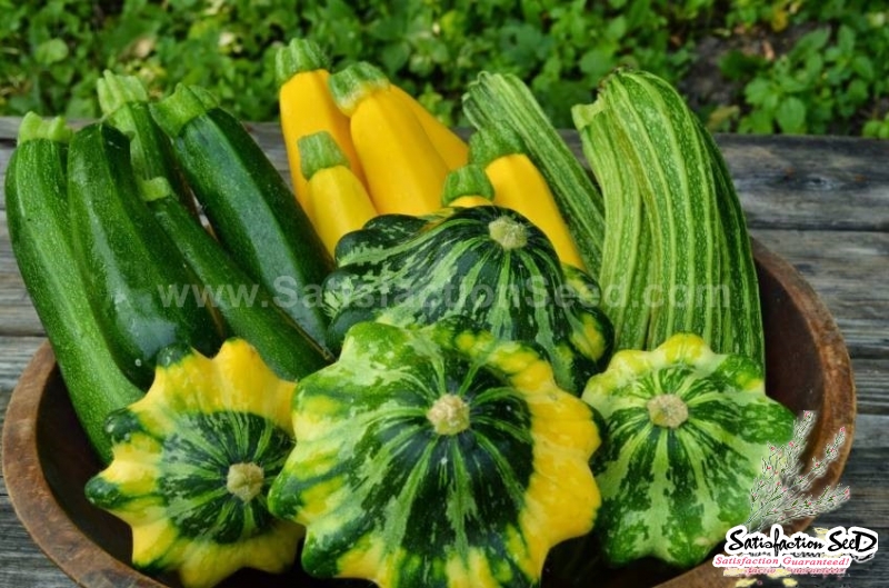 colorful mix summer squash seeds