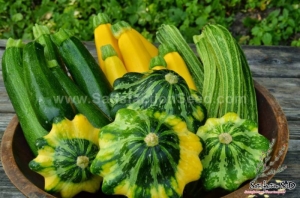 colorful mix summer squash seeds