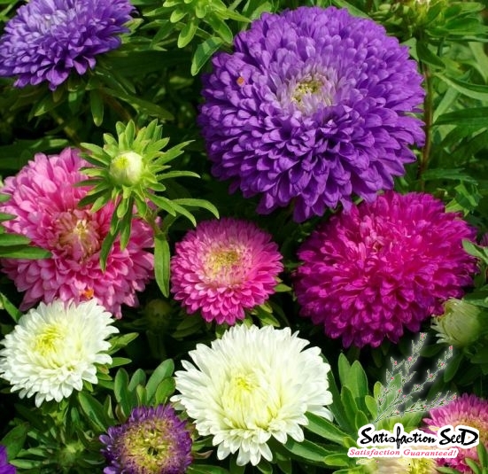 colour carpet mix china aster seeds