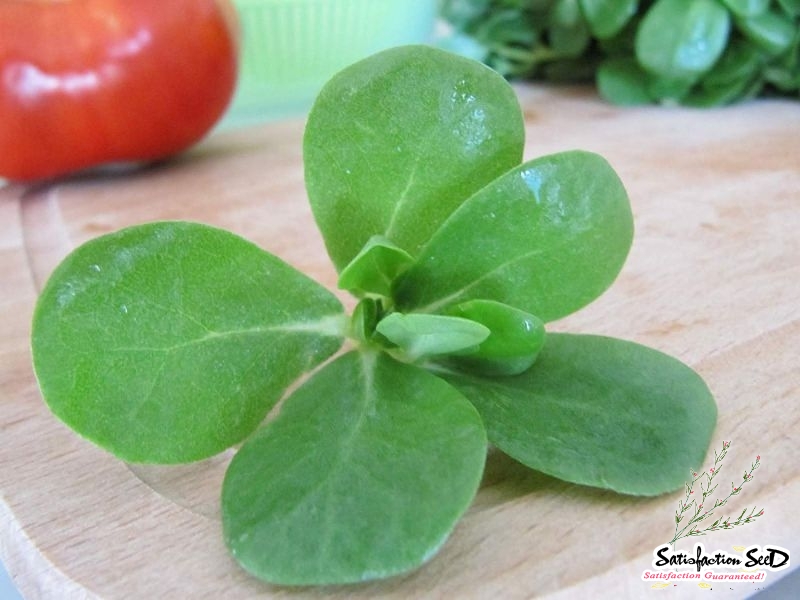 common purslane seeds