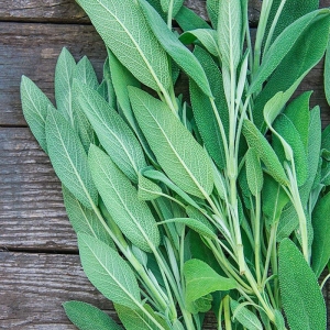 common sage seeds