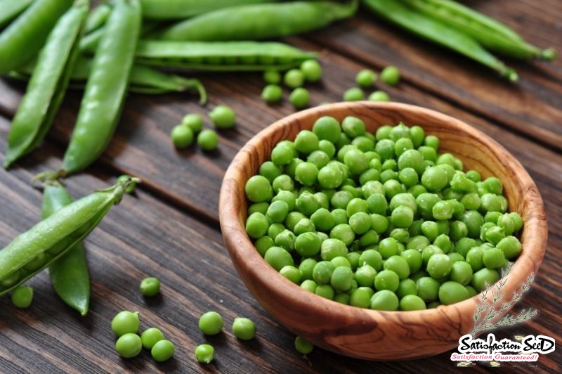 sweet pod pea seeds